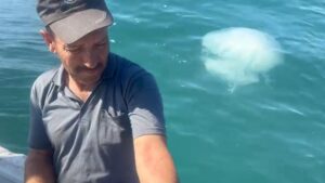 İskenderun Körfezi’nde Sıcaklık Artışı ve Zehirli Denizanaları Popülasyonu