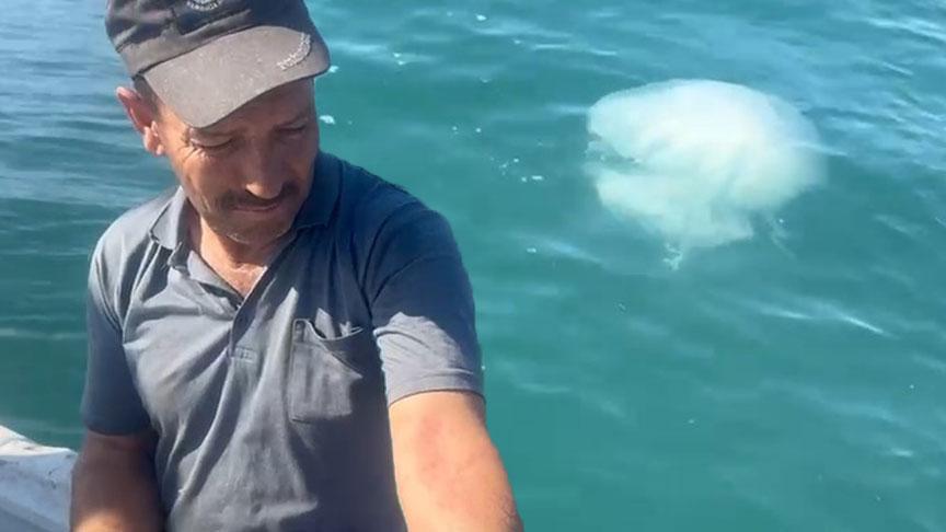 İskenderun Körfezi’nde Sıcaklık Artışı ve Zehirli Denizanaları Popülasyonu