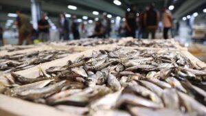 İstanbul Kürsatlı Halinde Hamsi Rüzgarı: Eylül-Ekim’de 6,5 Bin Ton Hamsi ve En Pahalı Sinarit