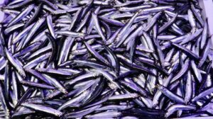 Karadeniz Hamsisi Tezgahlarda Hareketli Fiyatlarla Seyir Halinde