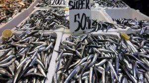 Karadeniz’de Av Sezonu Açılışından İzler: Hamsiyle Doyum, Palamutun Yokluğu ve Fiyat Değişimleri