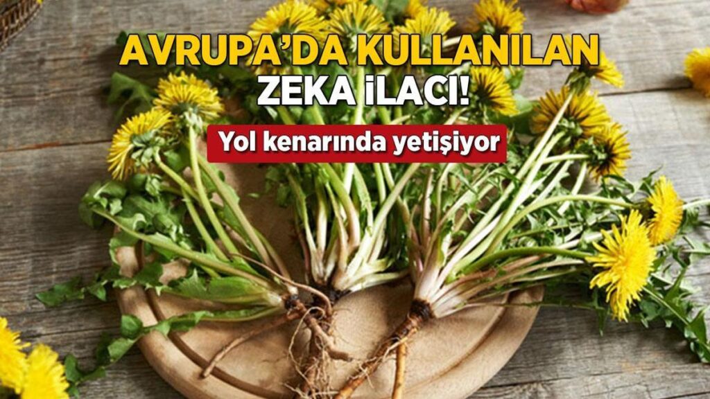 Karahindiba: Türkiye’de Yaygın Olarak Büyüyen Doğal Zihin ve Vücut Desteği