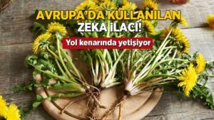 Karahindiba: Türkiye’de Yaygın Olarak Büyüyen Doğal Zihin ve Vücut Desteği