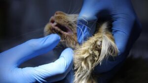 Kasım: Sokakta Bulunan 5 Aylık Kediyle FIV Bağışıklık Sistemi ve Tedavi Yolculuğu