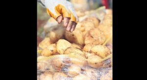 Kışlık Patates Depo Maliyeti ve Fiyat Dalgası: TZOB ve Ticaret Bakanlığı Açıklamaları