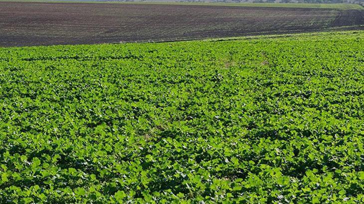 Kuraklıktan Sonra Kanola İçin Umut Işığı: Yağışlar Üretimde Yeni Dönem Başlattı