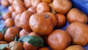 Mandalina İhracatında Rekor Artış ve 500 Milo Dolarlık Hedef