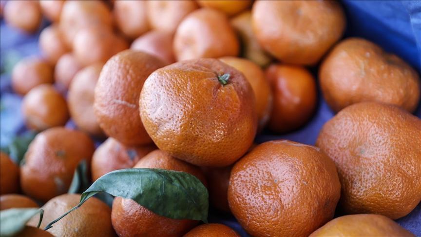 Mandalina İhracatında Rekor Artış ve 500 Milo Dolarlık Hedef