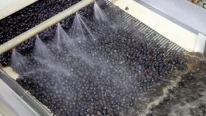 Marmarabirlik’in Hasat ve İhracat Hedefleri: Üreticiye Yatırım ve Pazar Genişlemesi