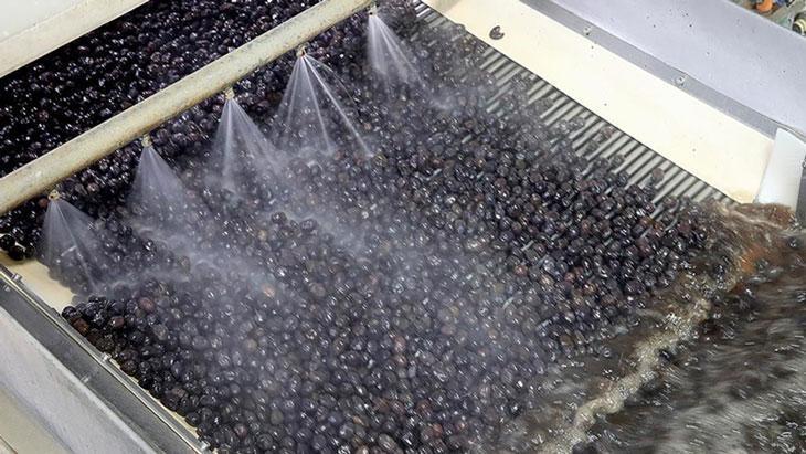 Marmarabirlik’in Hasat ve İhracat Hedefleri: Üreticiye Yatırım ve Pazar Genişlemesi