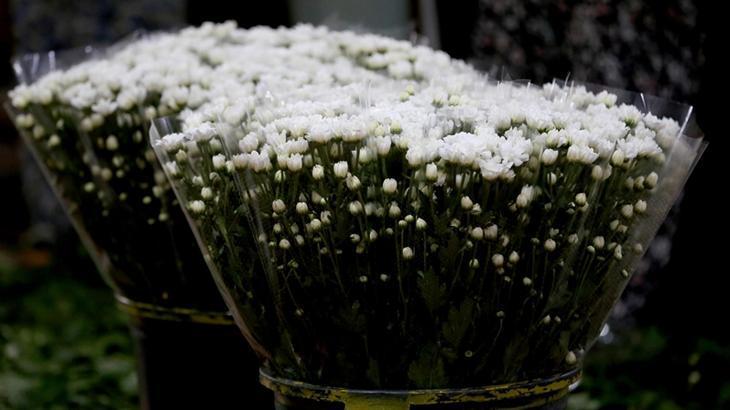 Mezad Tedarik Zincirinde Çiçekler: Öğretmenler Günü İçin Hazırlıklar ve Yıl Boyu Üretim Stratejileri