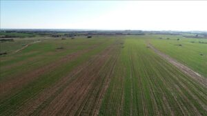 Milli Emlakta Hazine Taşınmazlarında Tıbbi ve Aromatik Bitkilerin Kiralanmasına Yönelik Uygulama Gelişmeleri