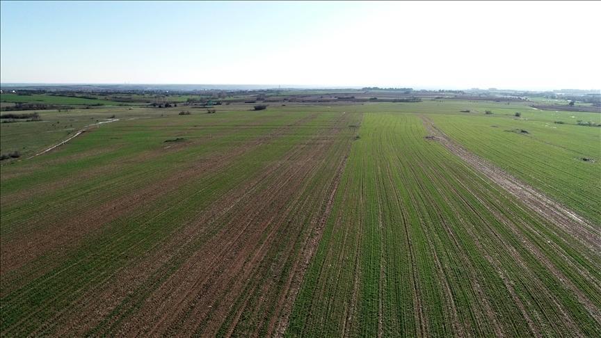 Milli Emlakta Hazine Taşınmazlarında Tıbbi ve Aromatik Bitkilerin Kiralanmasına Yönelik Uygulama Gelişmeleri