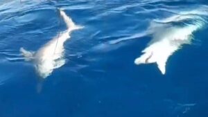 Ordu ve Yalnızca Kıyıdaki Heyecan: Amatör Balıkçı ve Yaban Domuzu Olayları