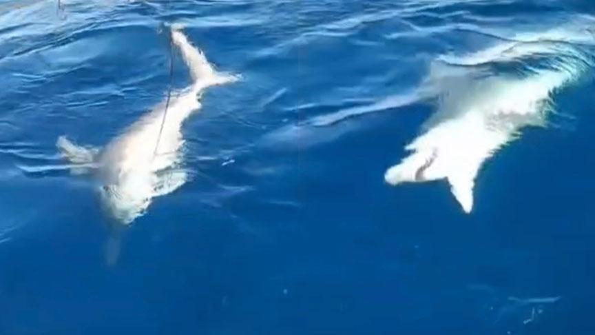 Ordu ve Yalnızca Kıyıdaki Heyecan: Amatör Balıkçı ve Yaban Domuzu Olayları