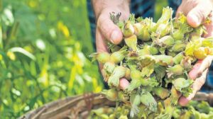 Rekabet Kurumu Başkanı Birol Küle’nin Ferrero ve Fındık Piyasası Üzerine Gündemi