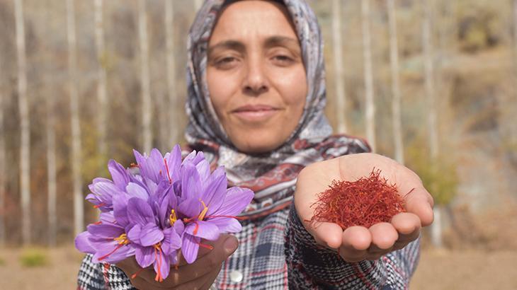 Safranla Yeniden Doğan Köy: Neziha Çam’ın Yıllık Umudu ve Ailemi Geçindirmek İçin Yükselişi