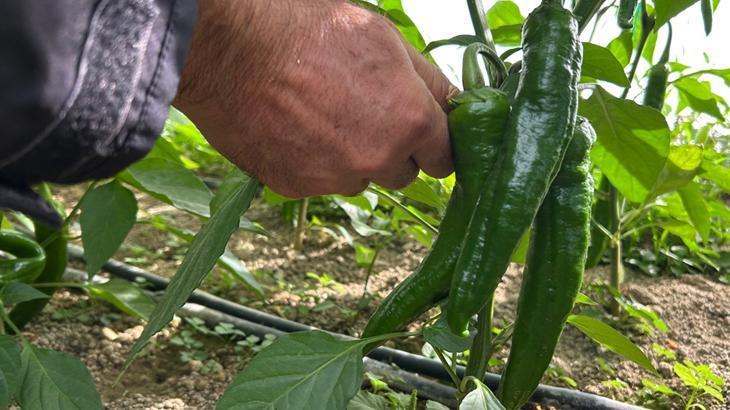 Samandağ Biberinin Yetiştirilmesi ve Besin Değerleri: Coşkuyla Üretilen Bir Acı Lezzet