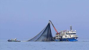Samsun Balıkçıkooperatiflerinden Ses: Av Sezonu Yoğun Ancak Balık Fiyatları Düşük