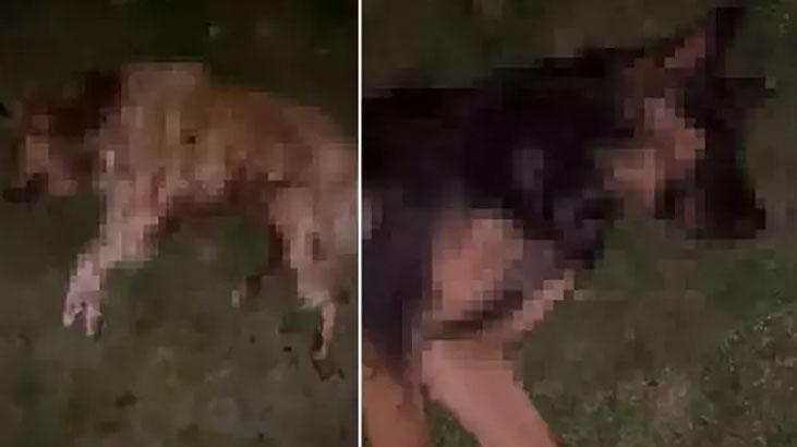 Samsun İlkadım’da 9 Köpeğin Ölümü: Soruşturma Başlatıldı