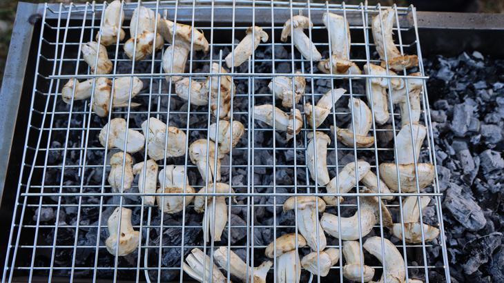 Sedir Mantarı: Mansurlu ve Konakkıran’da Yağışla Gelen Bereket ve İhracat Yolculuğu