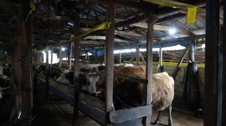 Şile Teke Köylerinde Şap Hastalığı: Karantina ve Gözetim Uygulamaları Güncellendi