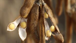 Soya Fasulyesi Piyasasında ABD-Çin Gerilimi ve Brezilya’nın Rolü