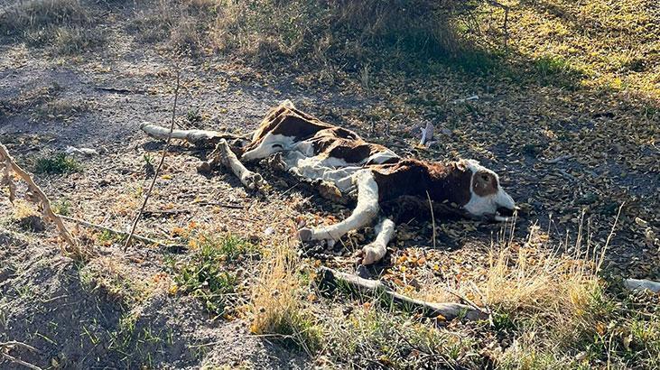 Sümer Mahallesi’nde Ölü Buzağı Olayı: Yetkililer Bölgeyi Dezenfekte Ediyor