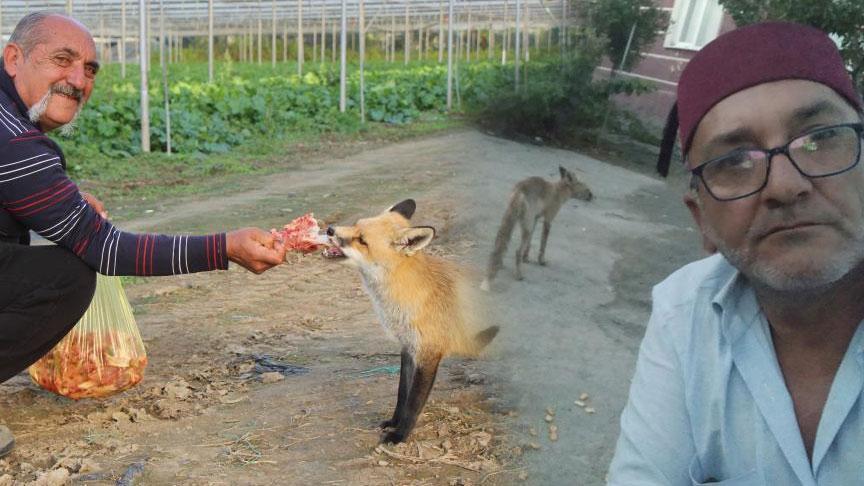Tilki Dostlarına Merhamet: Necati ve Ömer’in Hayvan Sevgisiyle Şehrin Duyarlılığı