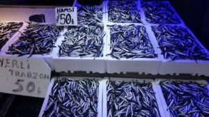 Trabzon’da Hamsi Zamanı: Fiyatlar Düşüşte, Bolluk Sürüyor