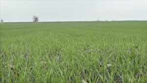 Trakya’da Buğday Ekiminde Hızlı İlerleme: Yağışlar Üreticiyi Sevindirdi