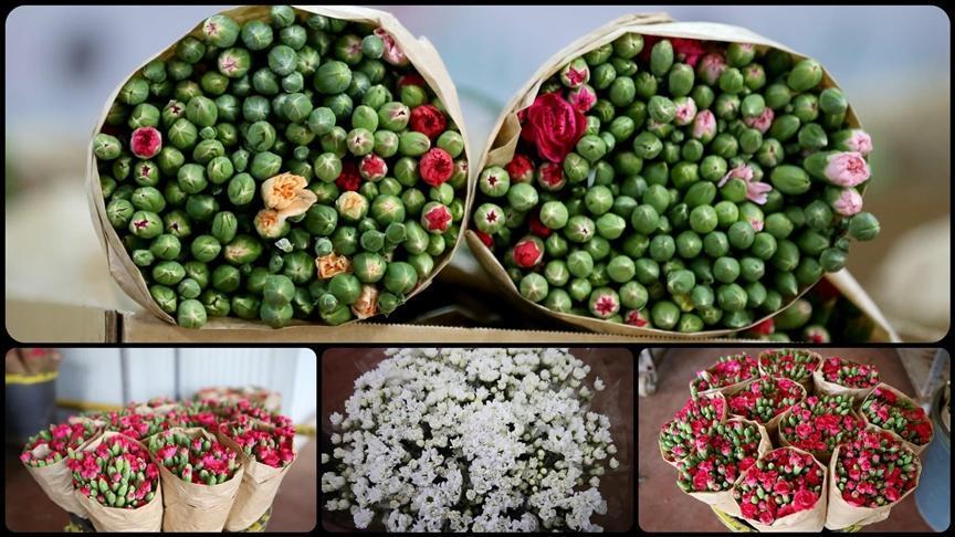 Türkiye’nin Çiçek İhracatında Çeşitlilik ve Potansiyel Büyüme Hikayesi