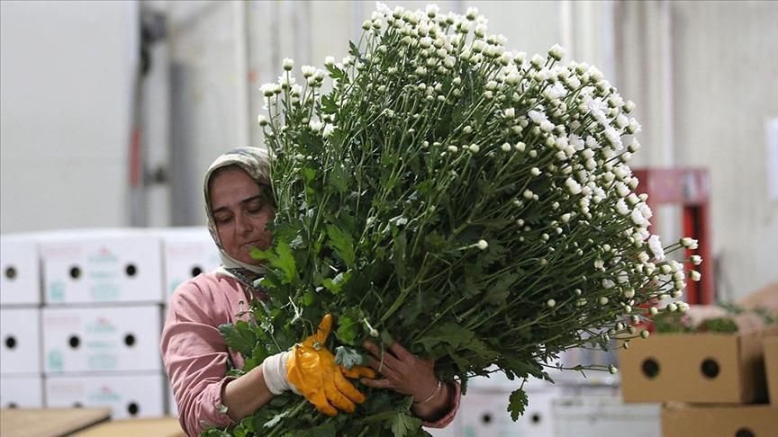 Türkiye’nin Süs Bitkileri İhracatında Rekorlar ve Küresel Pazarlardaki Güç