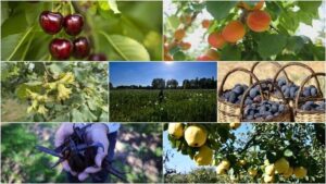 Türkiye’nin Tarımda Dünyadaki Üstünlükleri: Üretimde Öncü Konumlar ve Stratejik Ürünler