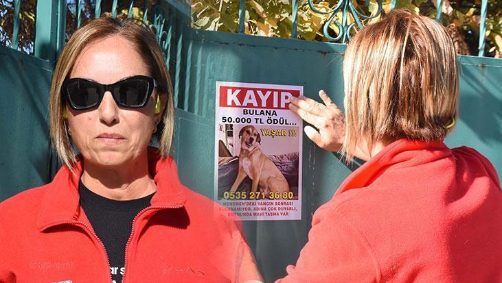 Yaşar İçin Umut Çalışması: 50 Bin Liralık Ödülle Köpeğin İzinde