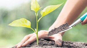 Yeşil Vatan Seferberliği: Fidan Doldurulan Türkiye ve Ağaçlandırma Hedefleri