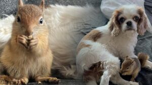 Yoda Sincabı: Ankara’da Başlayan Uluslararası Rehabilitasyon Serüveni