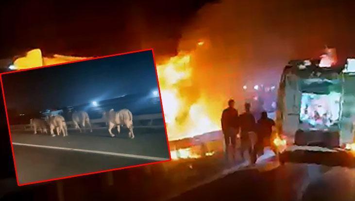 Adana-Hatay Otoyolu’nda TIR Yangını ve Angus Gerginliği: Olay Anı Kameralarda