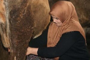 Ağrı Anakaya’da 60 Büyükbaşlık Başarı Öyküsü: Polat Ailesinin Destekle Gelişimi