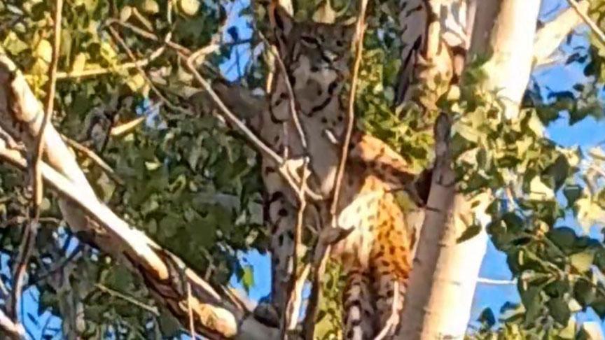 Anadolu Parsı Tunceli’de Yeniden Görüldü: Doğanın Karanlık Hikayesinin Yükselişi