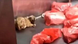 Ankara Belediyesi Barınağındaki Şüpheli Olaya İlişkin Soruşturma ve Halk Tepkisi