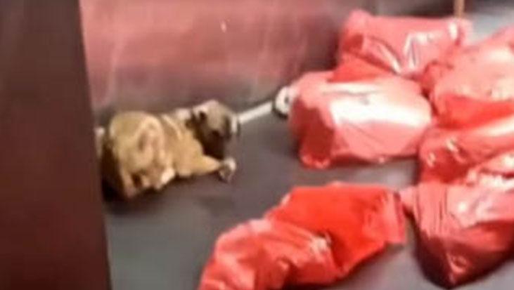 Ankara Belediyesi Barınağındaki Şüpheli Olaya İlişkin Soruşturma ve Halk Tepkisi