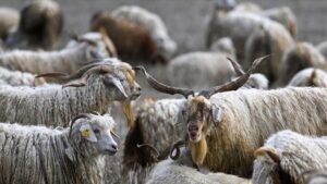 Ankara Tiftik Keçisi: Üretimde Dair Stratejik Projeler ve Sözleşmeli Destekler