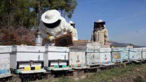 Arıcılıkta Ulusal Meslek Standardı İçin MYK İşbirliğiyle Stratejik Adımlar