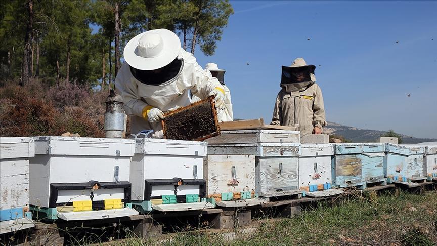 Arıcılıkta Ulusal Meslek Standardı İçin MYK İşbirliğiyle Stratejik Adımlar