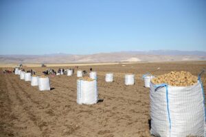Bitlis’in Patates Hasadı: Verimli Tarlalarda Geleneksel Üretim ve İhracat Potansiyeli