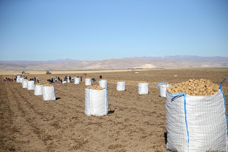 Bitlis’in Patates Hasadı: Verimli Tarlalarda Geleneksel Üretim ve İhracat Potansiyeli