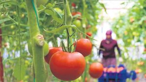 Biyolojik ve Biyoteknik Mücadelede Destekler ve Uygulama Örnekleri 2025