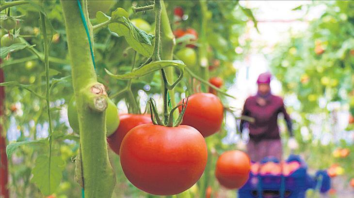 Biyolojik ve Biyoteknik Mücadelede Destekler ve Uygulama Örnekleri 2025