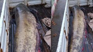 Boyalıca’da Dev Yayın Balığı Şaşkınlık Yarattı: Kilit Noktalar ve Gündem Yaratan Olaylar